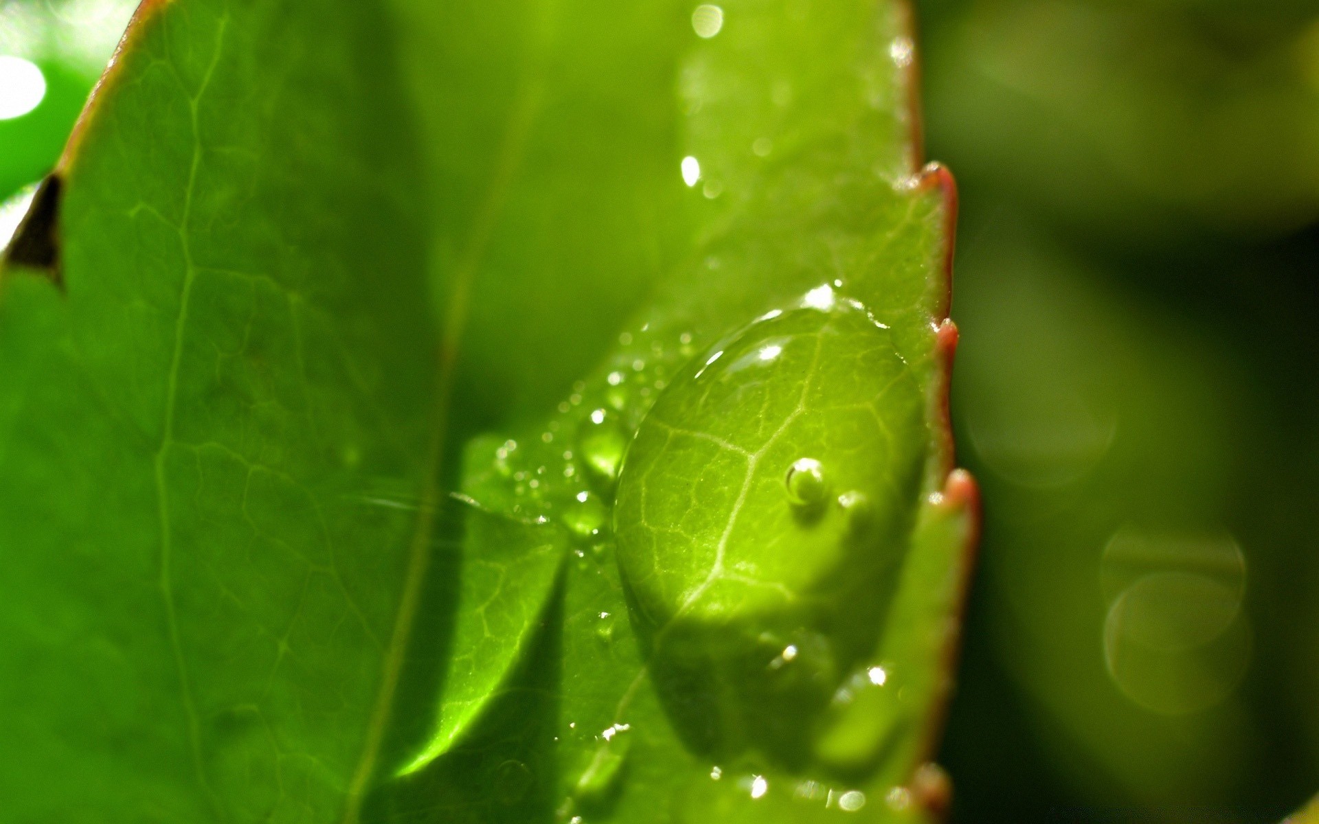 goccioline e acqua foglia rugiada pioggia flora goccia natura gocce crescita giardino bagnato ambiente purezza gocce acqua estate ecologia colore primo piano