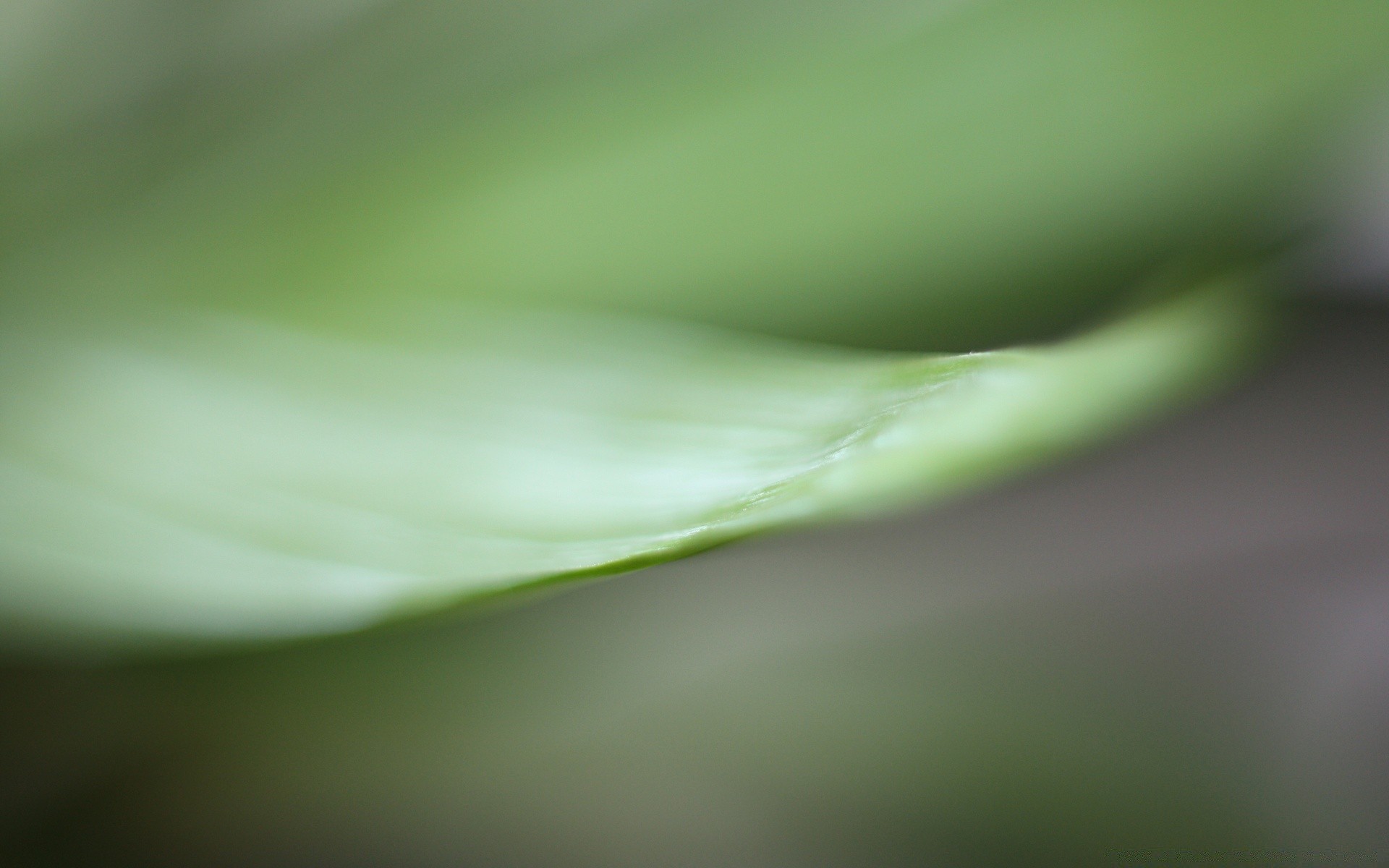 plants rain dew leaf drop flora droplet nature raindrop garden abstract dof growth purity bright color water blur wet flower