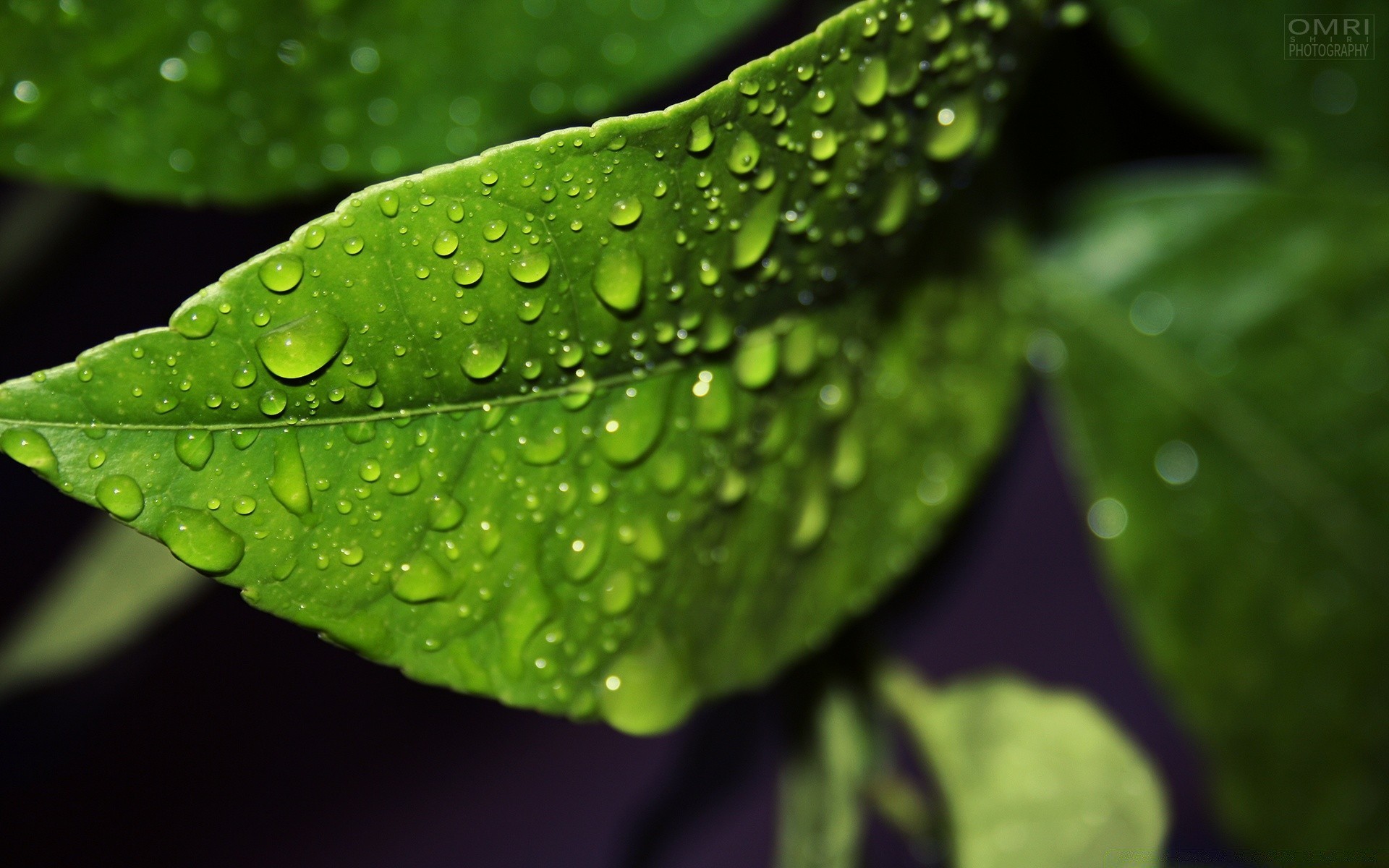 droplets and water leaf dew rain drop growth flora purity nature wet water raindrop droplet freshness environment ecology