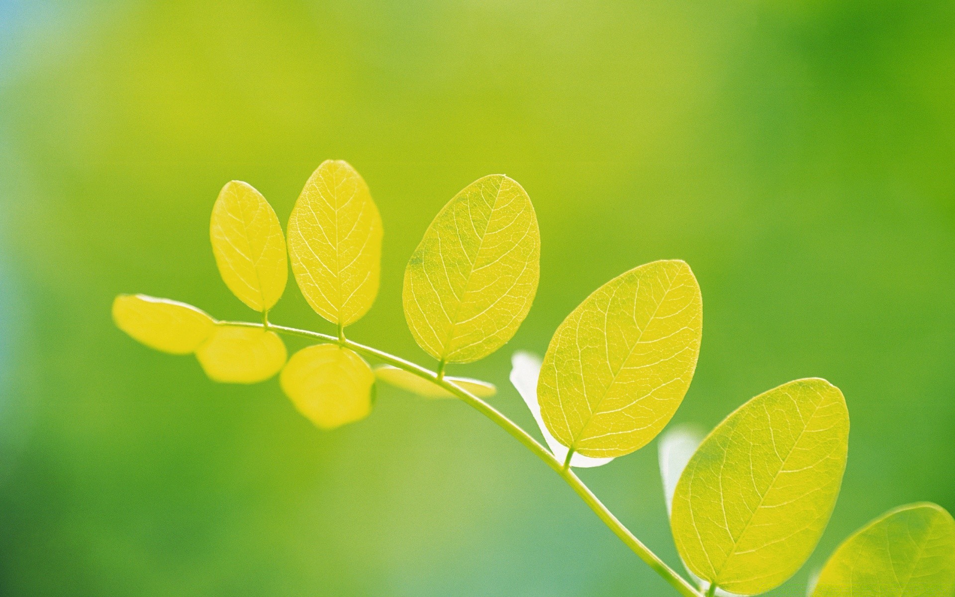 plantas hoja naturaleza flora crecimiento verano brillante jardín limpieza primer plano frescura ambiente exuberante rama rocío al aire libre ecología color armonía