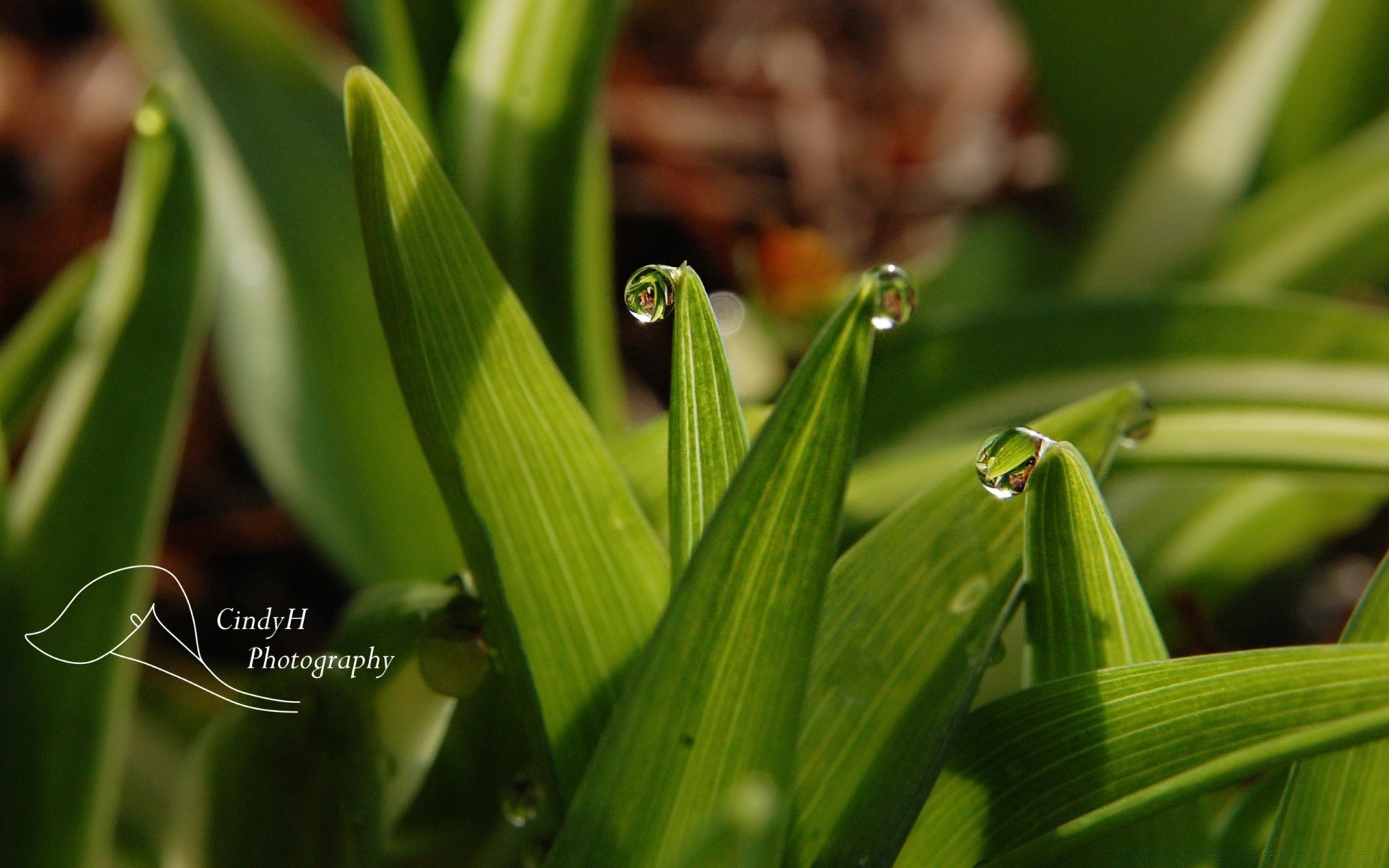 plants leaf flora growth nature dew rain drop garden grass lush environment wet purity freshness bright outdoors