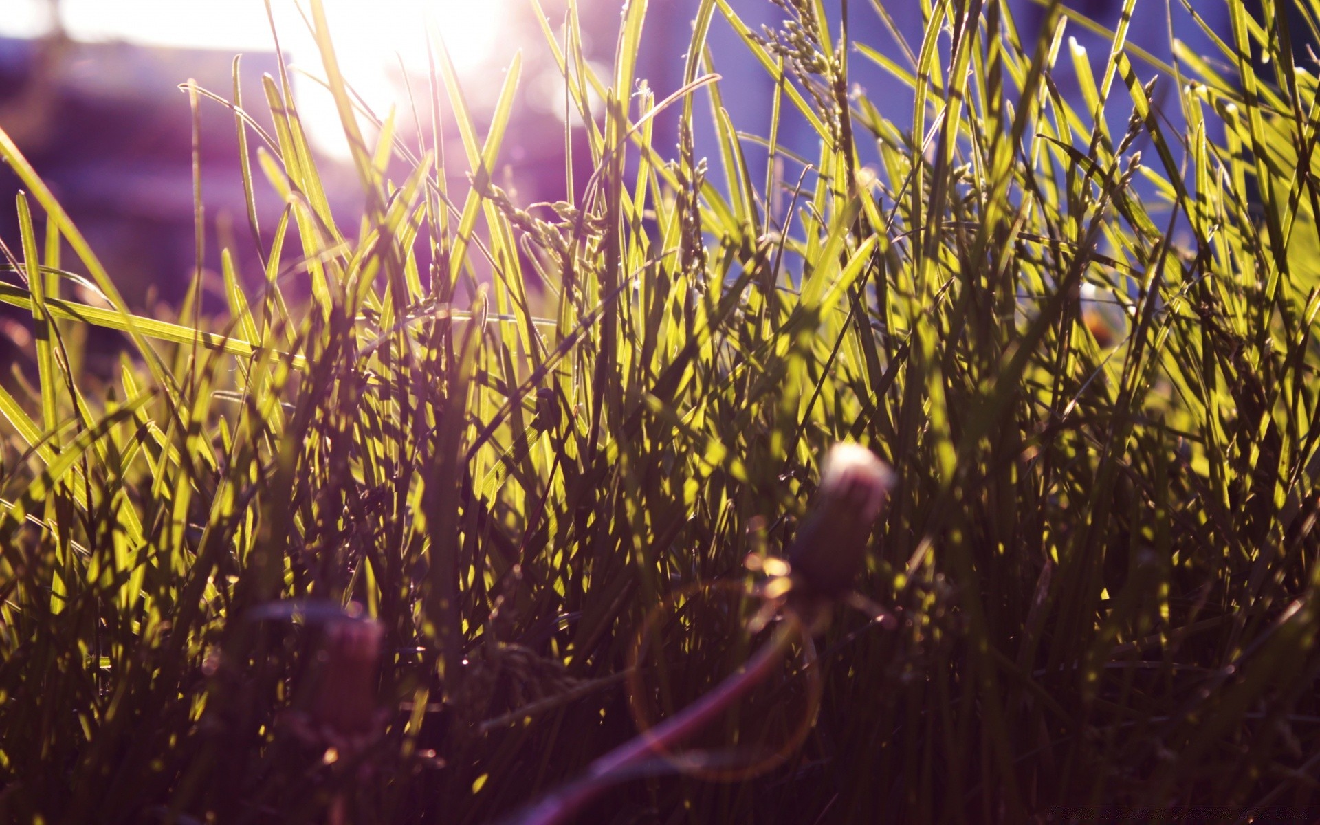 piante erba all aperto natura campo crescita flora estate agricoltura fattoria rurale bel tempo pascolo fieno sole stagione desktop fiore colore luminoso