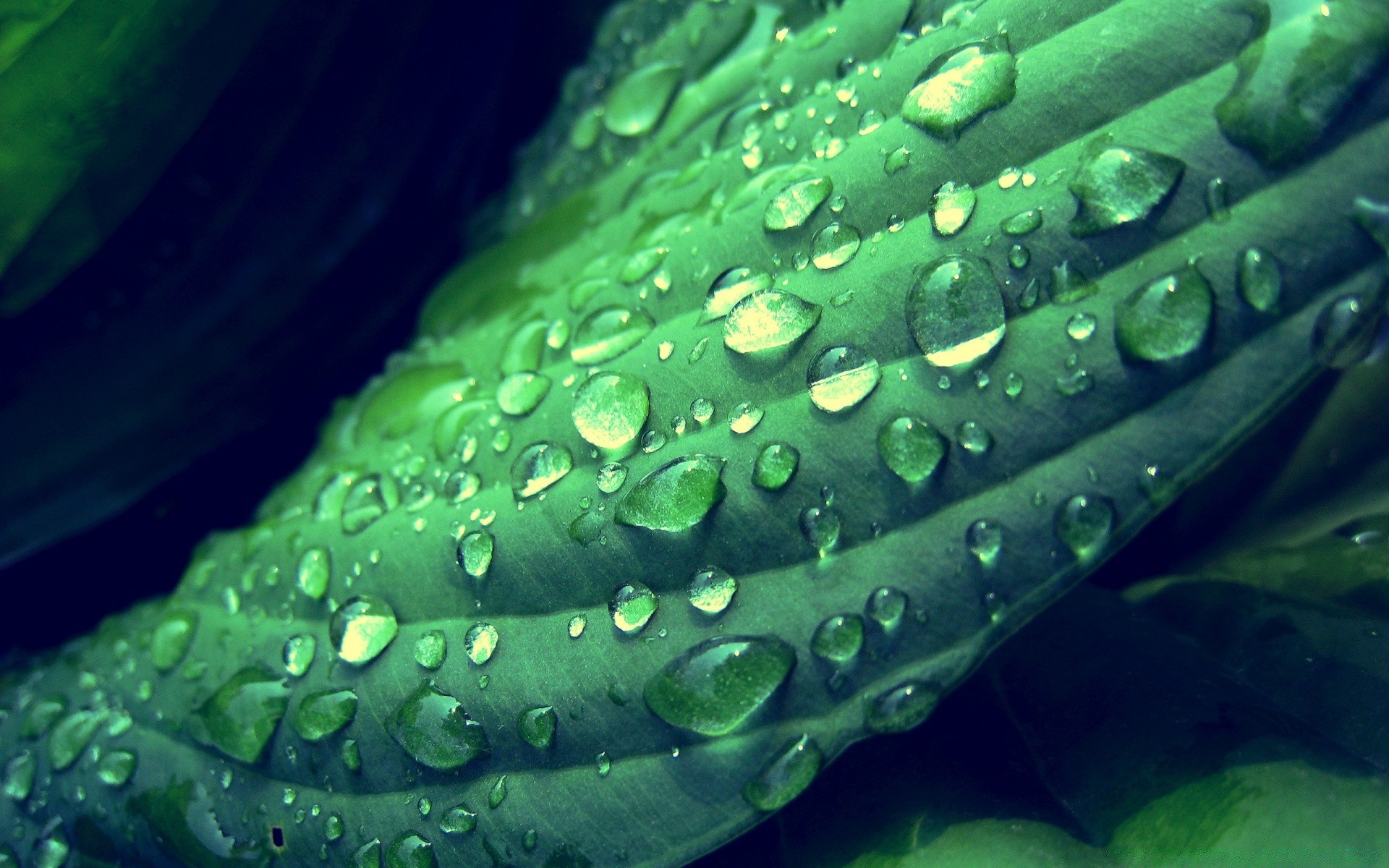 droplets and water drop wet dew underwater rain droplet water flora bubble freshness nature growth