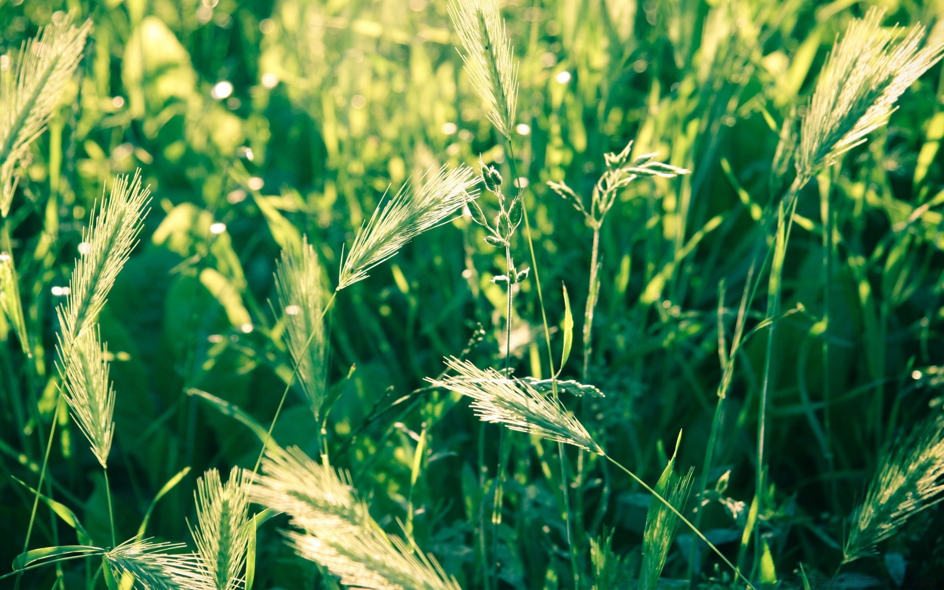 plantes céréales croissance rural flore champ agriculture été nature ferme herbe pâturage blé feuille récolte maïs terres agricoles en plein air campagne environnement