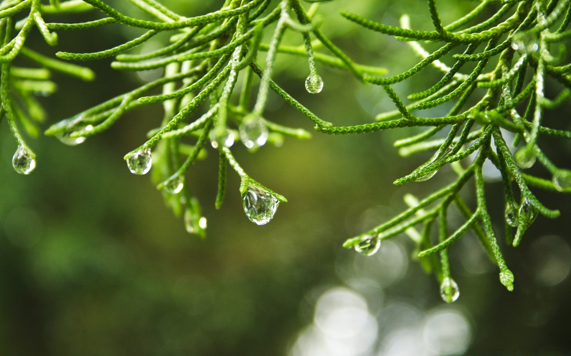 kropelki i woda natura liść deszcz flora rosa oddział spadek drzewo evergreen zbliżenie wzrost na zewnątrz bujne drewno lato zima środowisko jasne czystość