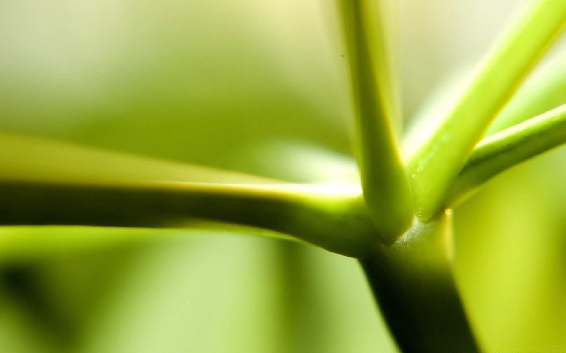 plants leaf nature garden rain flora growth dew drop blur wet summer grass color abstract