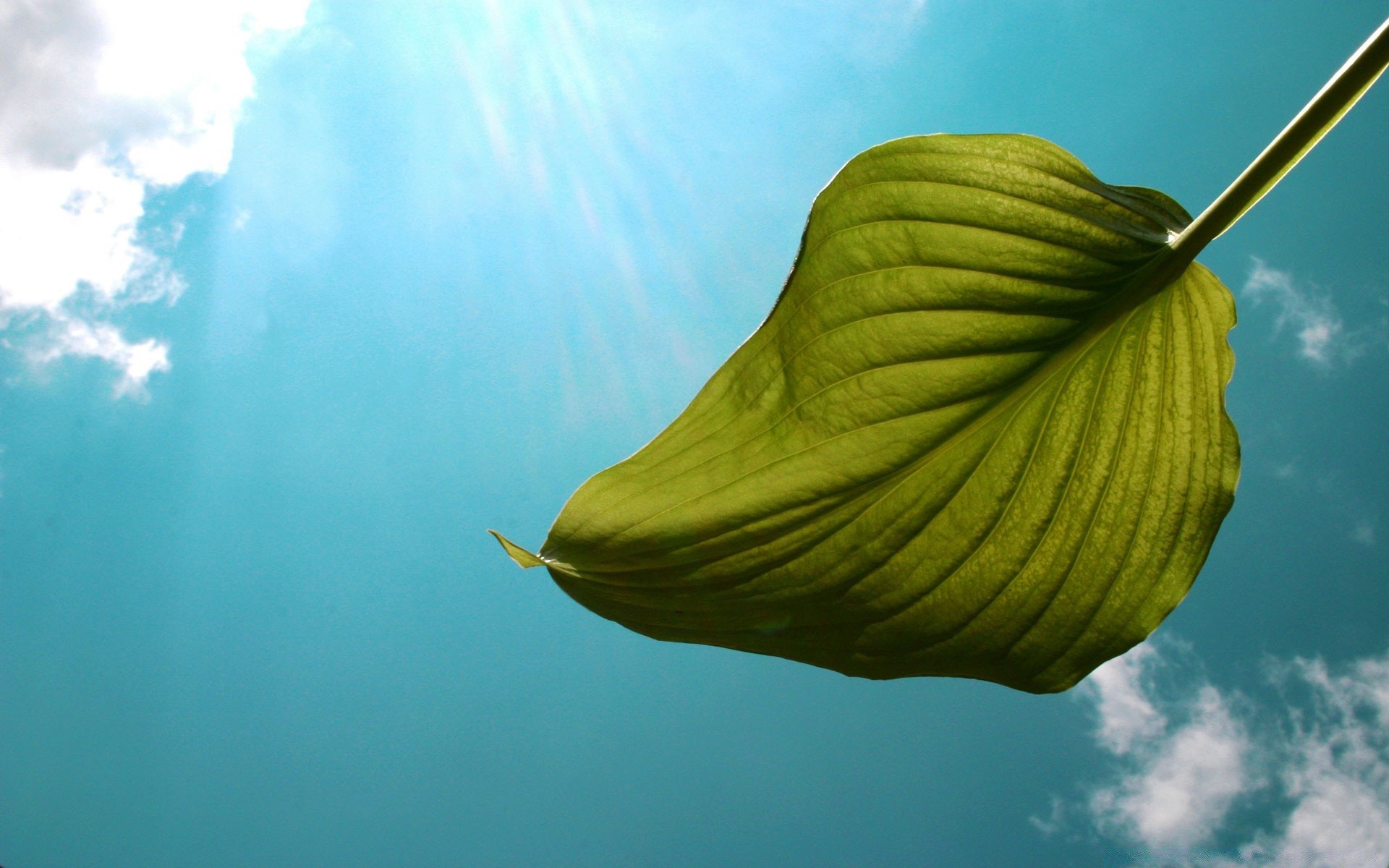 plantes nature eau feuille à l extérieur