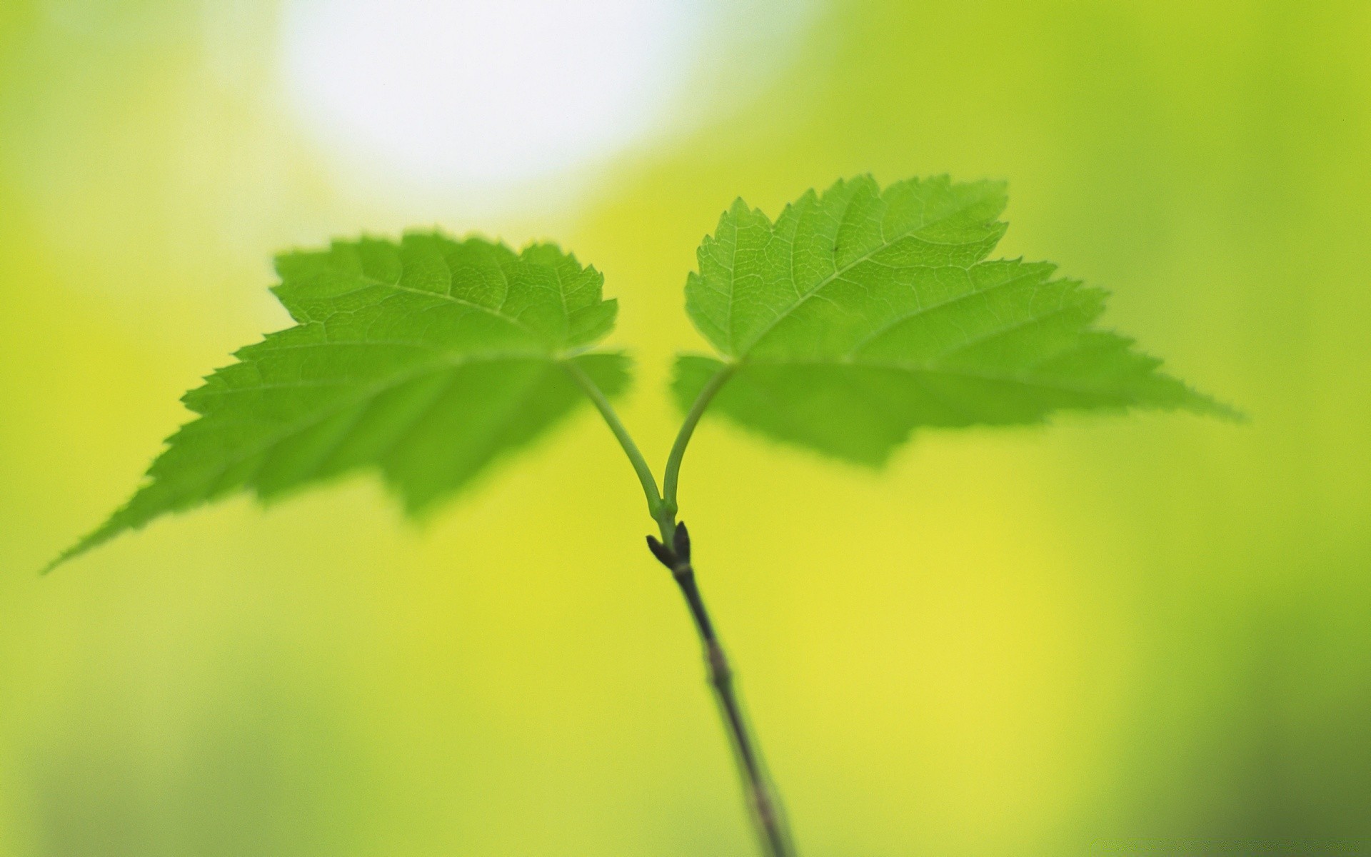 plantes feuille croissance flore nature luxuriante été fraîcheur jardin flou à l extérieur lumineux