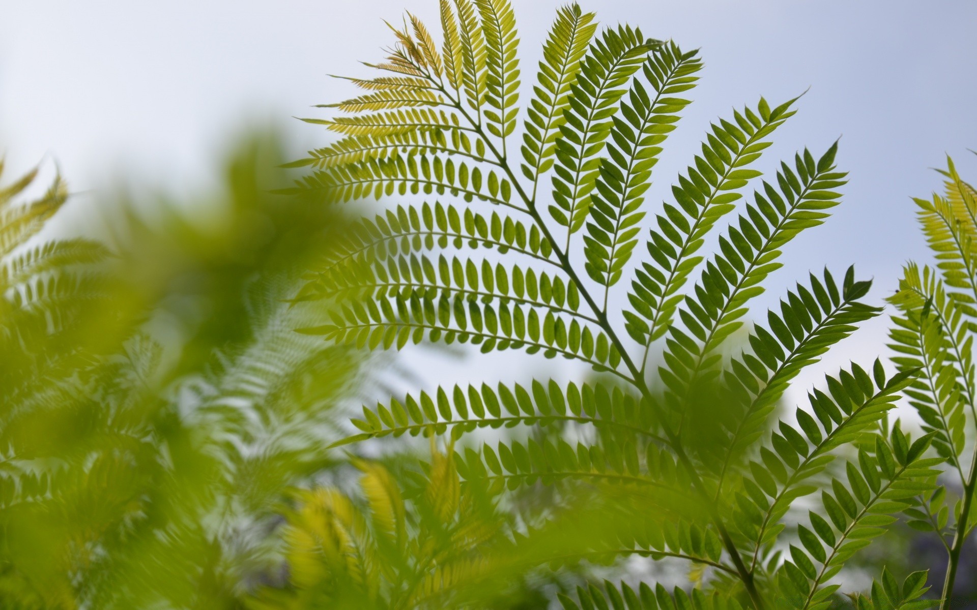 plantes feuille la nature flore été fern luxuriante la croissance à l extérieur l environnement fronde arbre bureau bois lumineux tropical ecologie herbe soleil beau temps