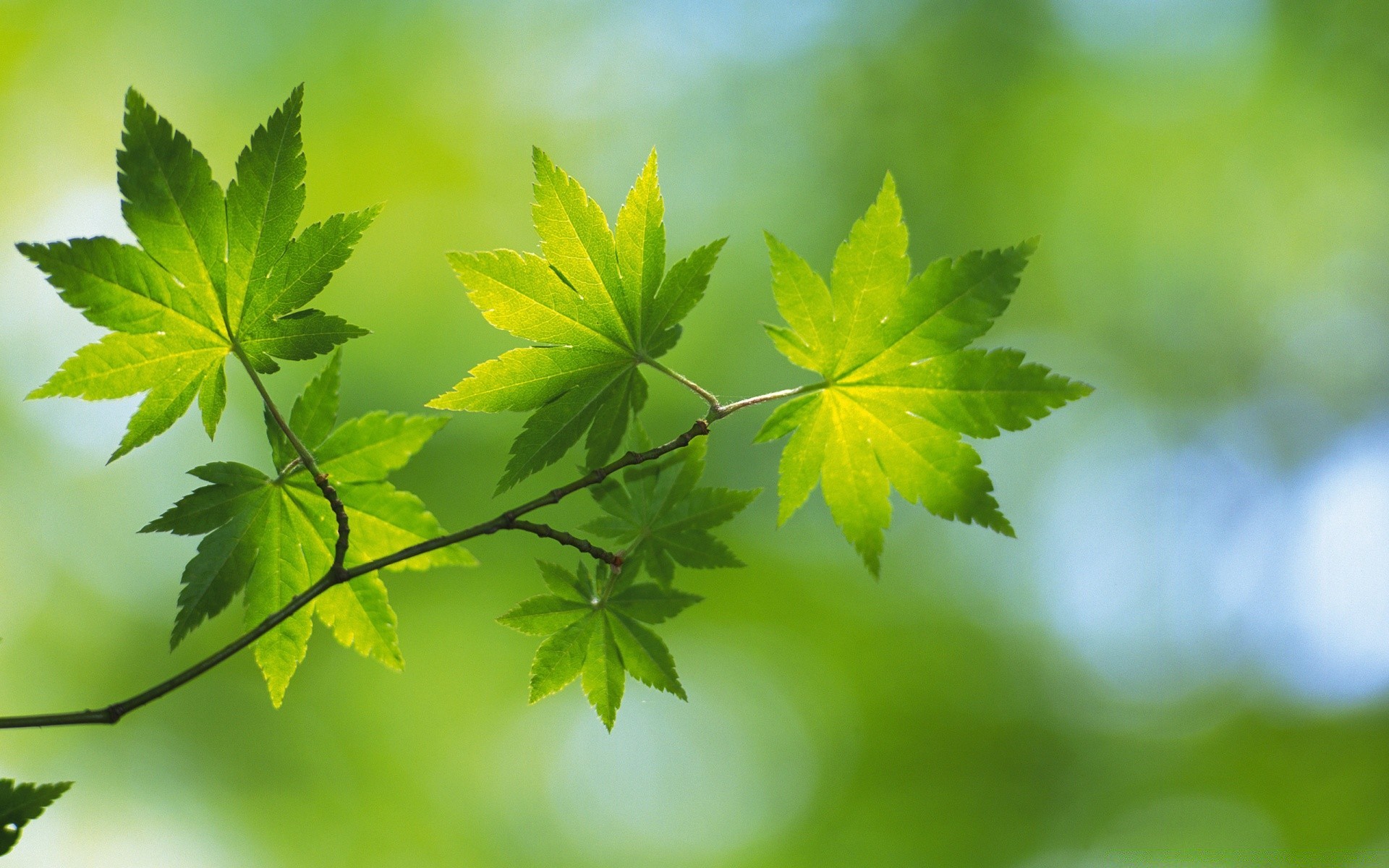 plants leaf nature flora growth lush outdoors summer bright fair weather blur sun tree environment ecology