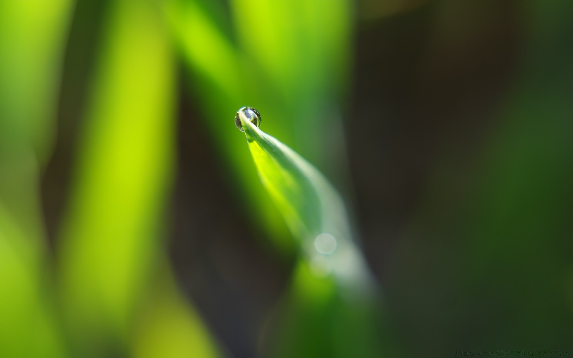 plantes pluie feuille rosée chute nature croissance flore gouttes flou jardin dof humide environnement herbe insecte propreté été gouttes