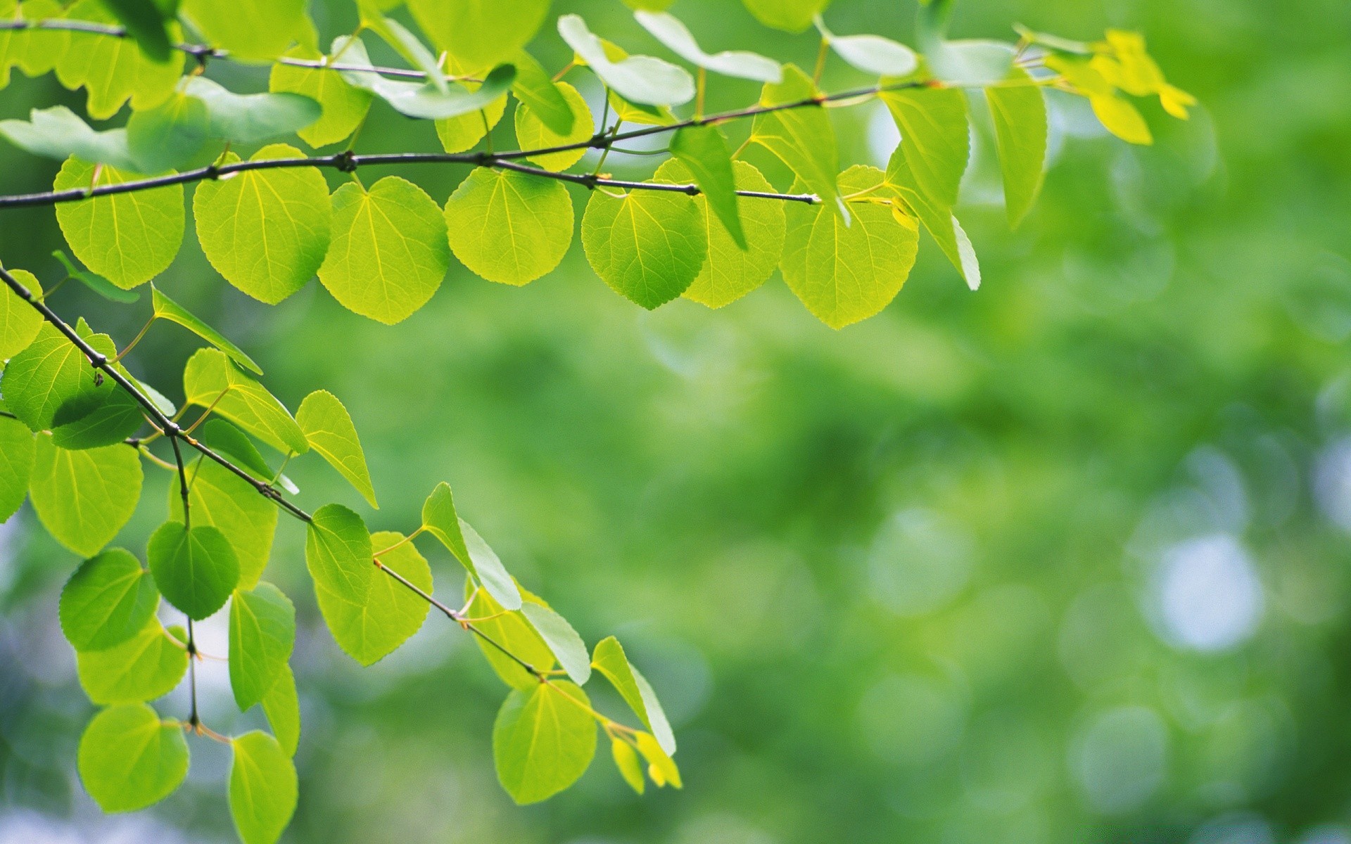 plants leaf flora nature growth garden summer tree freshness branch environment lush bright close-up desktop color season fair weather