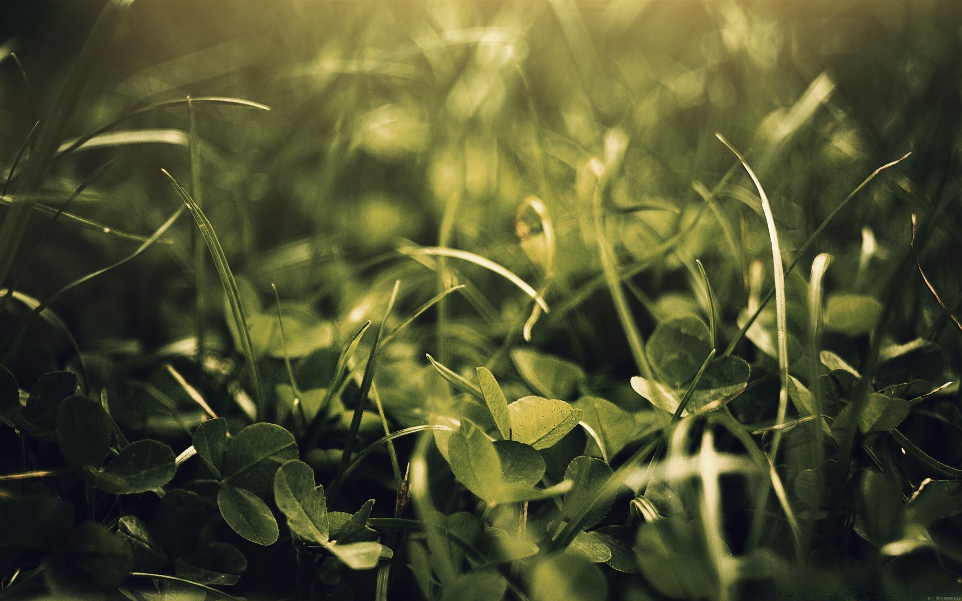 plants leaf flora nature garden growth summer close-up grass flower field color light desktop sun bright