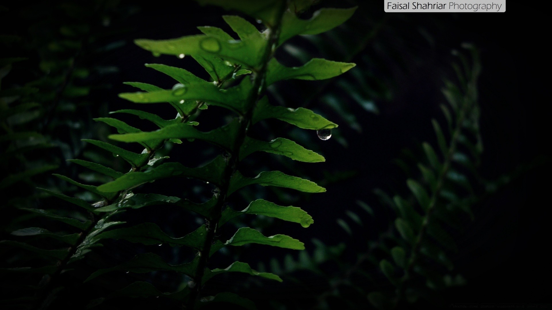 piante fern foglia flora natura frond crescita lussureggiante all aperto albero pioggia luce ambiente legno