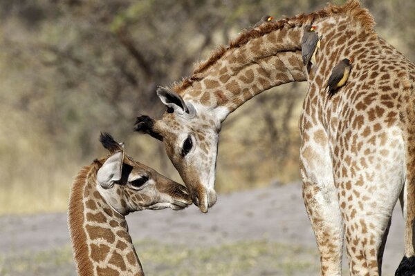 Girafes d amour dans la nature