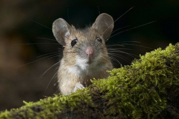 Cute mammalian rodent with a mustache