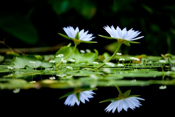 Snow-white water lilies in a summer pond