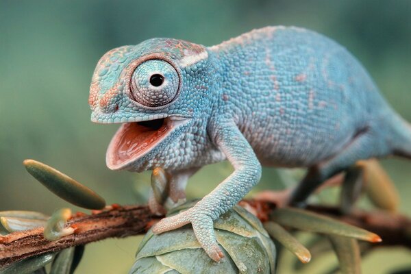 Lézard bleu dans la forêt tropicale