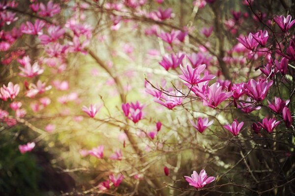 Árbol de Magnolia rosa brillante en flor