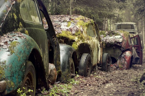 Abandoned retro cars in a remote forest