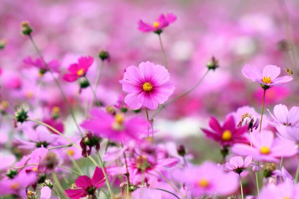 Flores de pradera en color carmesí