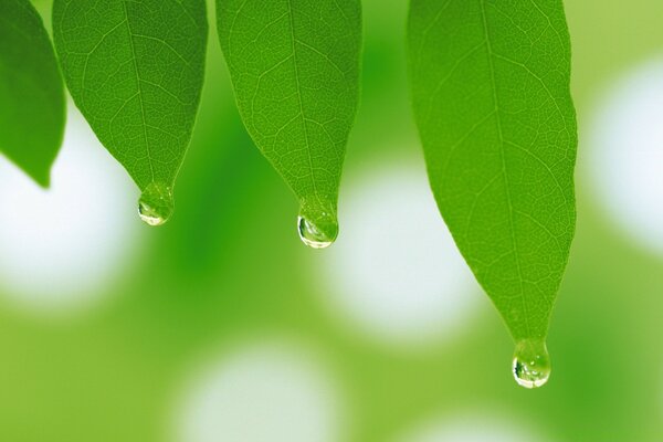 Gotas de orvalho pingando das folhas