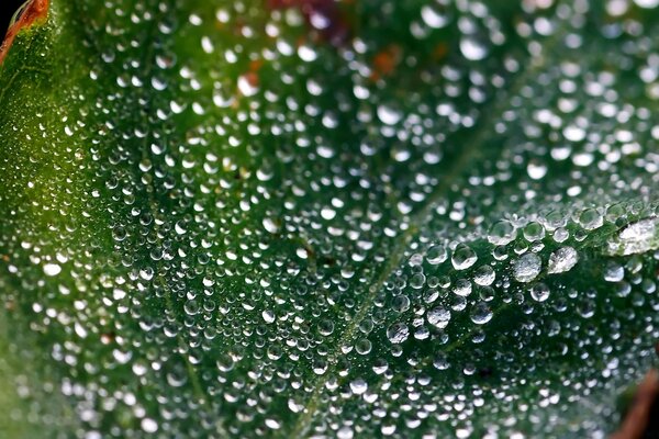 Gotas de agua después de la lluvia