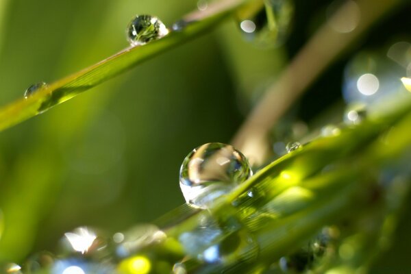 Капли воды на листьях после дождя