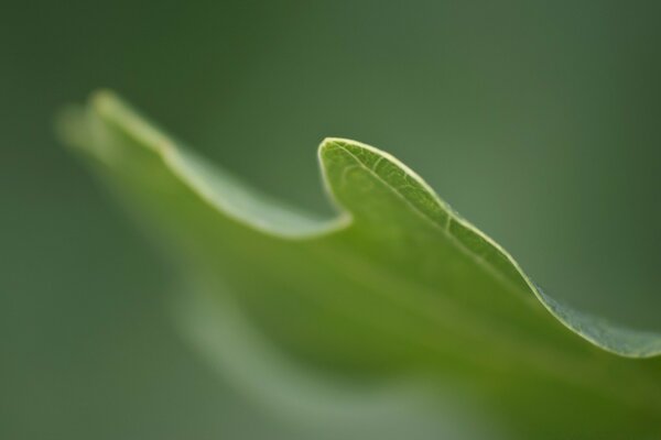 Hoja verde estética