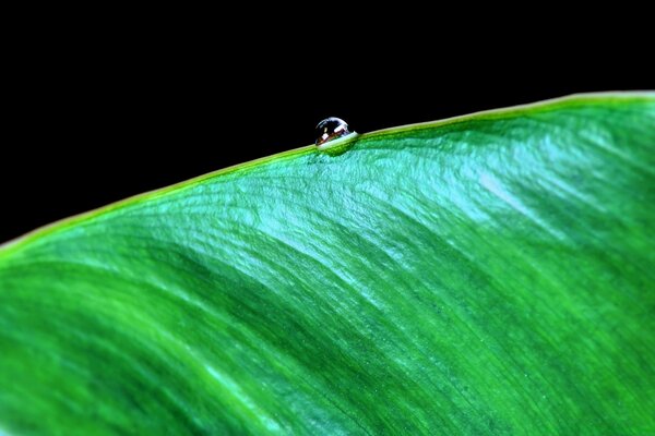 A drop of dew rolls down the leaf