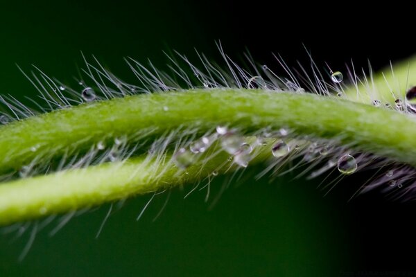 The stem of a plant with villi and raindrops