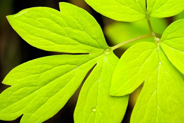 Été, la feuille de la plante pousse