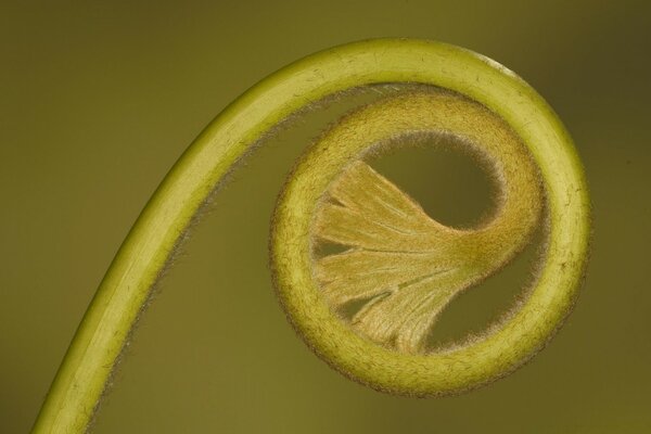 Still life plant for the desktop