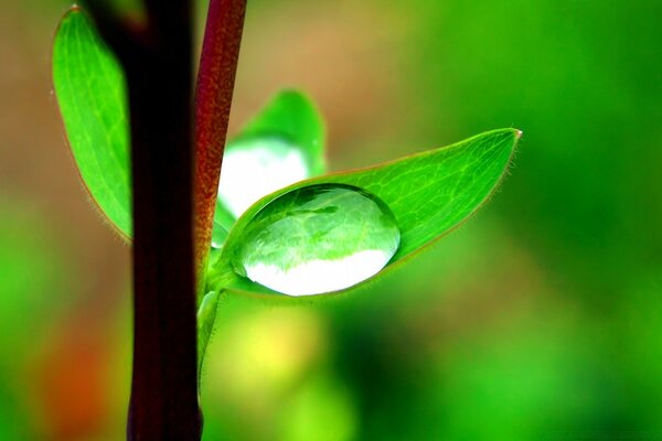 Hojas verdes con gotas de rocío