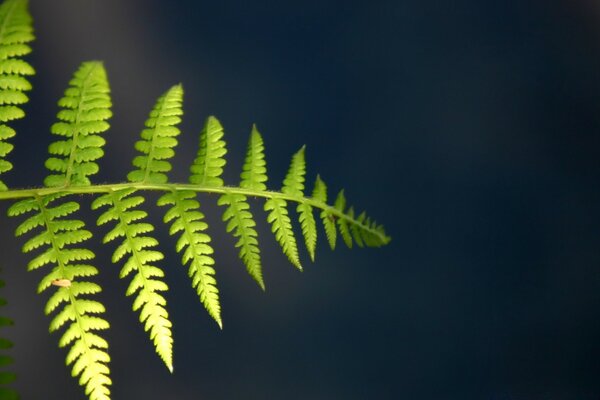 Schönes Farnblatt in der Natur