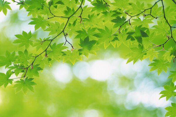 Green maple leaves on a blurry background