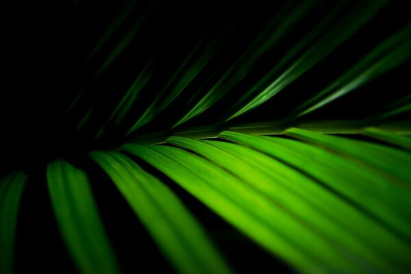 Macro di una foglia verde su sfondo nero