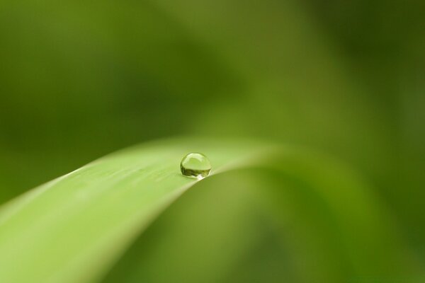 Chute d une goutte de pluie sur une canne