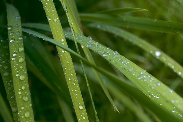 Raindrops nailed the young foliage