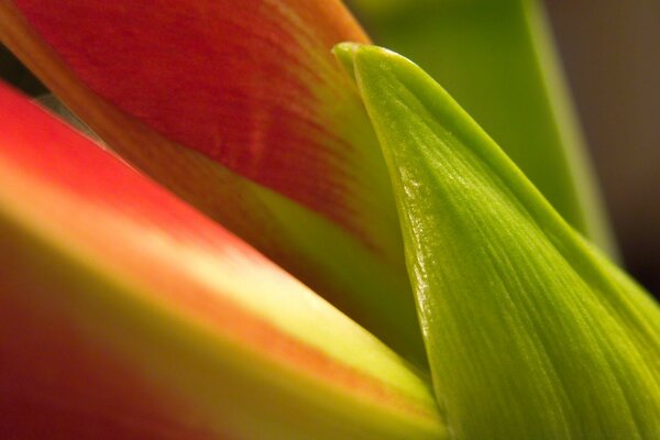 Pflanzen Blatt Natur Flora und Sommer