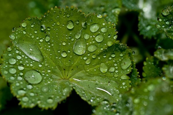 El agua dulce cae sobre las hojas verdes