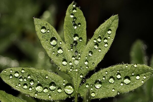 Gotas de rocío matutino en una hoja