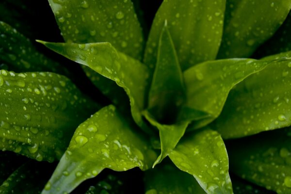 Hermosa planta después de la lluvia