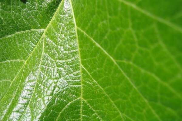 A green leaf in the forest