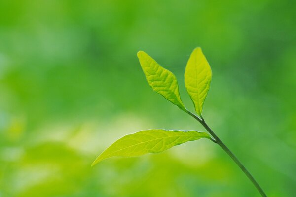 Feuilles matures d un jeune arbre