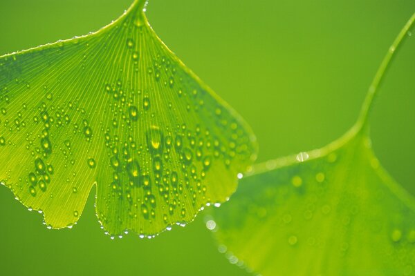 Beautiful leaves in dew