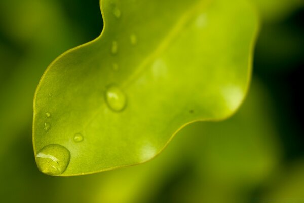 Dew drops on a large leaf