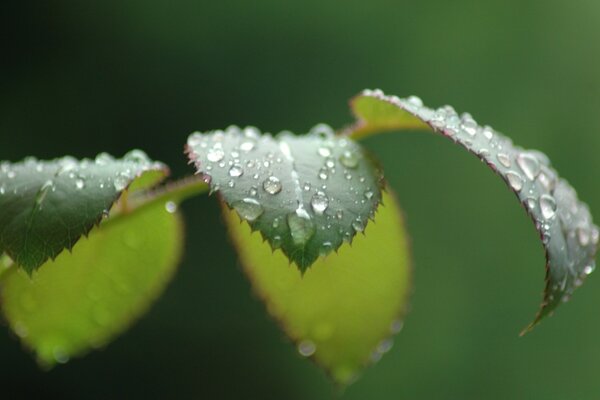 Blatt mit Tautropfen, nach Regen