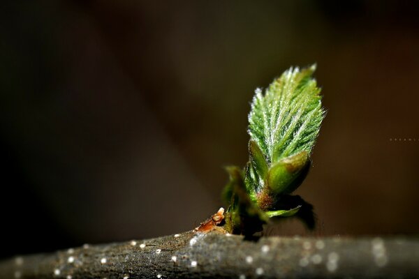 The birth of a leaf from a tree trunk