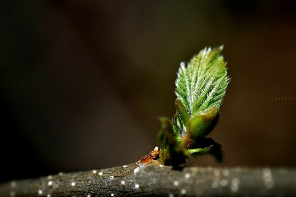 Naissance d une feuille d un tronc d arbre